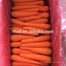 оранжевый красный китайской моркови свежей моркови
